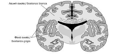 126 Ε. Κασάπη Μ. Μυρωνίδου-Τζουβελέκη Πίνακας 3 Νευρικό σύστημα: Μετωπιαία τομή του εγκεφάλου (Μυρωνίδου, Κασάπη 2011: 35).