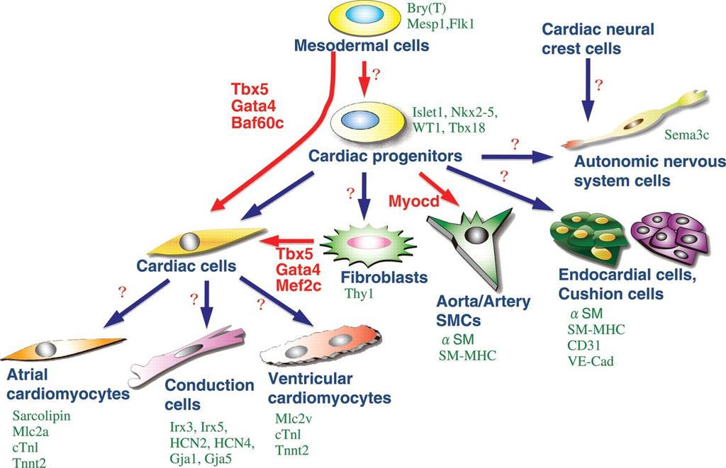 Cardiac cell types derived from multipotent progenitors. van Weerd J H et al.