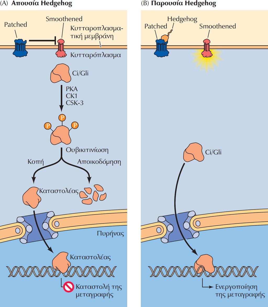Το σηματοδοτικό μονοπάτι Hedgehog Απουσία προσδέτη, ο υποδοχέας της Hedgehog (Patched) δρα κατασταλτικά στην πρωτεΐνη Smoothened, με αποτέλεσμα να επιτρέπεται η φωσφορυλίωση των μεταγραφικών