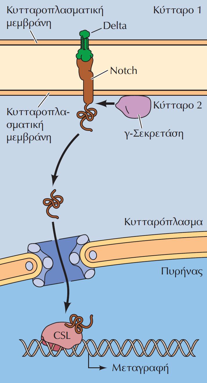 Το σηματοδοτικό μονοπάτι Notch Η Notch λειτουργεί ως υποδοχέας άλλων διαμεμβρανικών πρωτεϊνών (π.χ. της Delta) οι οποίες εντοπίζονται στην επιφάνεια γειτονικών κυττάρων.