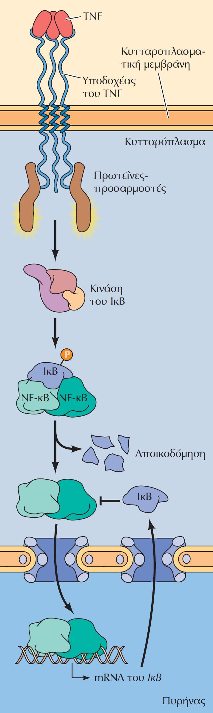 Καταστολή του μονοπατιού του NF-κB με αρνητική ανάδραση. Ο NF-κB ενεργοποιείται ως αποτέλεσμα φωσφορυλίωσης και αποικοδόμησης του IκB.