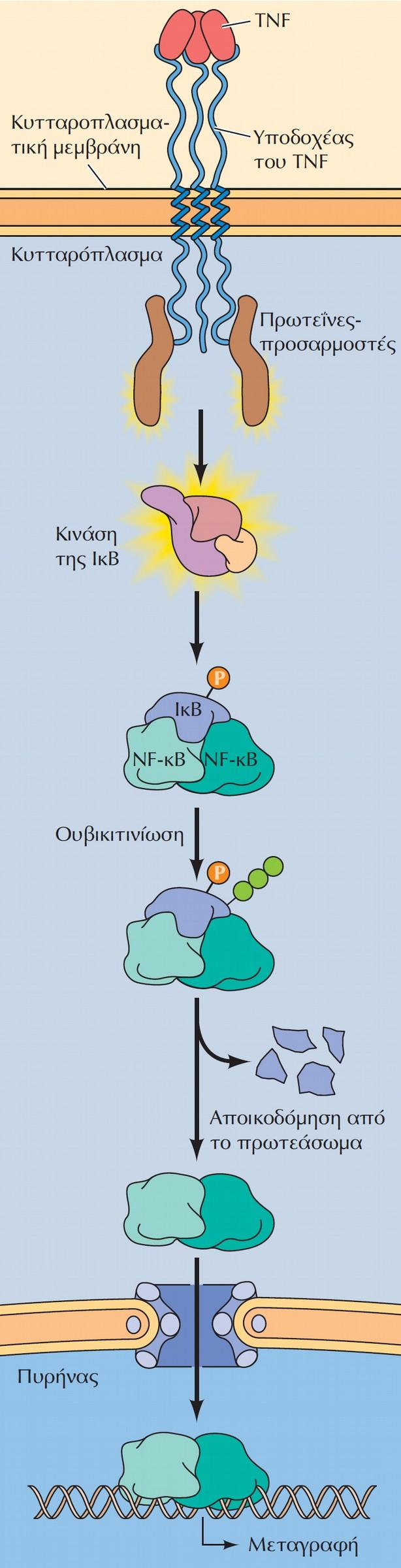 Ενεργοποίηση του σηματοδοτικού μονοπατιού του NFκB από τον υποδοχέα του TNF.