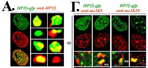 Εικόνα 7. Ενσωμάτωση της ΗΡ1-GFP σε ετεροχρωματινικές εστίες. (Α) Χρώση κυττάρων που εκφράζουν ΗΡ1β-GFP με αντίσωμα έναντι στην ΗΡ1β.