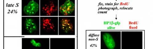 Εικόνα 8. Η ενσωμάτωση της ΗΡ1στην ετεροχρωματίνη εξαρτάται από τον κυτταρικό κύκλο.