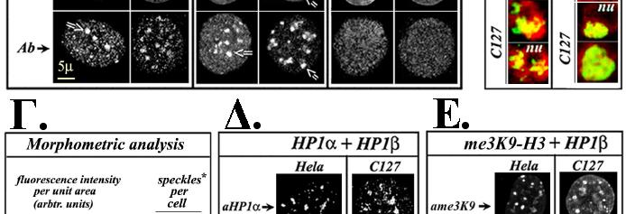 Εικόνα 12. Πρότυπα κατανομής των ενδογενών ΗΡ1 πρωτεϊνών σε αθανοτοποιημένες κυτταρικές σειρές. (Α) Χρώση κυττάρων HeLa και C-127 με αντισώματα έναντι των ΗΡ1α, ΗΡ1β και ΗΡ1γ.
