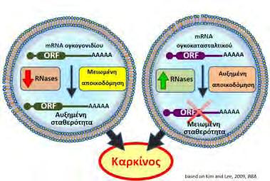 Μια τέτοια ασθένεια είναι ο καρκίνος, ένα κύριο χαρακτηριστικό της είναι η απορρύθμιση της γονιδιακής έκφρασης. Εικ 1.
