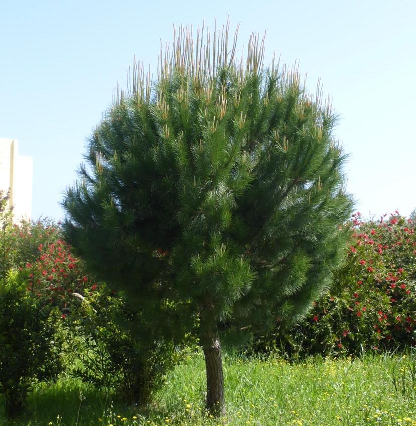 Κουκουναριά Pinus pinea Η κουκουναριά είναι ένα
