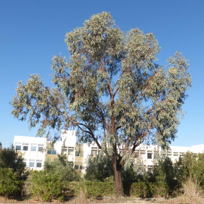 Έχουν μακρόστενα φύλλα, όμοια και στις δύο