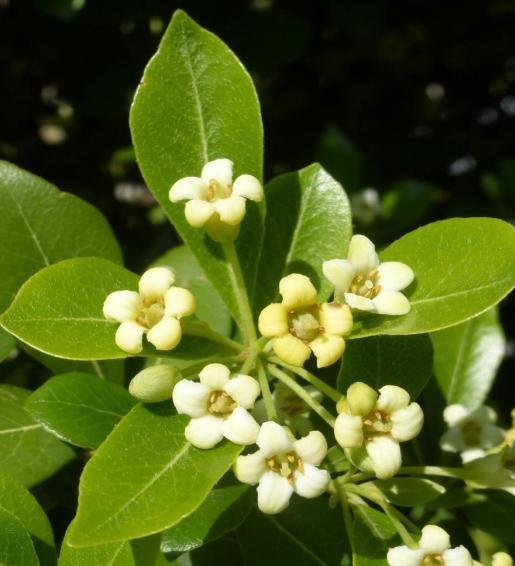 Αγγελική Pittosporum sp.