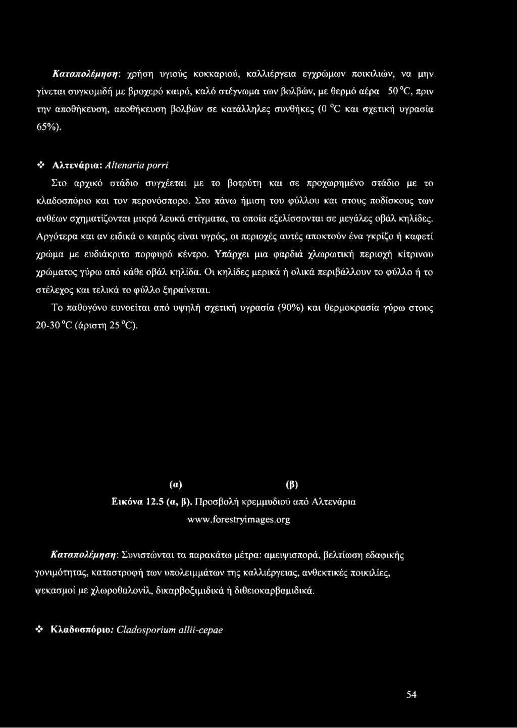 Στο πάνω ήμιση του φύλλου και στους ποδίσκους των ανθέων σχηματίζονται μικρά λευκά στίγματα, τα οποία εξελίσσονται σε μεγάλες οβάλ κηλίδες.