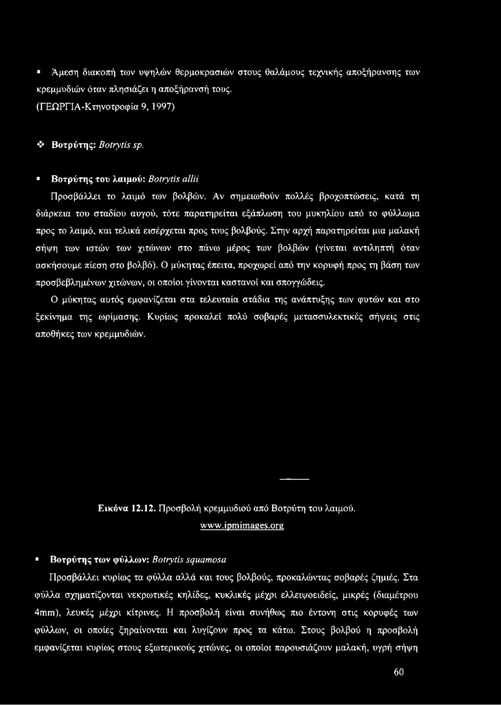 Αν σημειωθούν πολλές βροχοπτώσεις, κατά τη διάρκεια του σταδίου αυγού, τότε παρατηρείται εξάπλωση του μυκηλίου από το φύλλωμα προς το λαιμό, και τελικά εισέρχεται προς τους βολβούς.