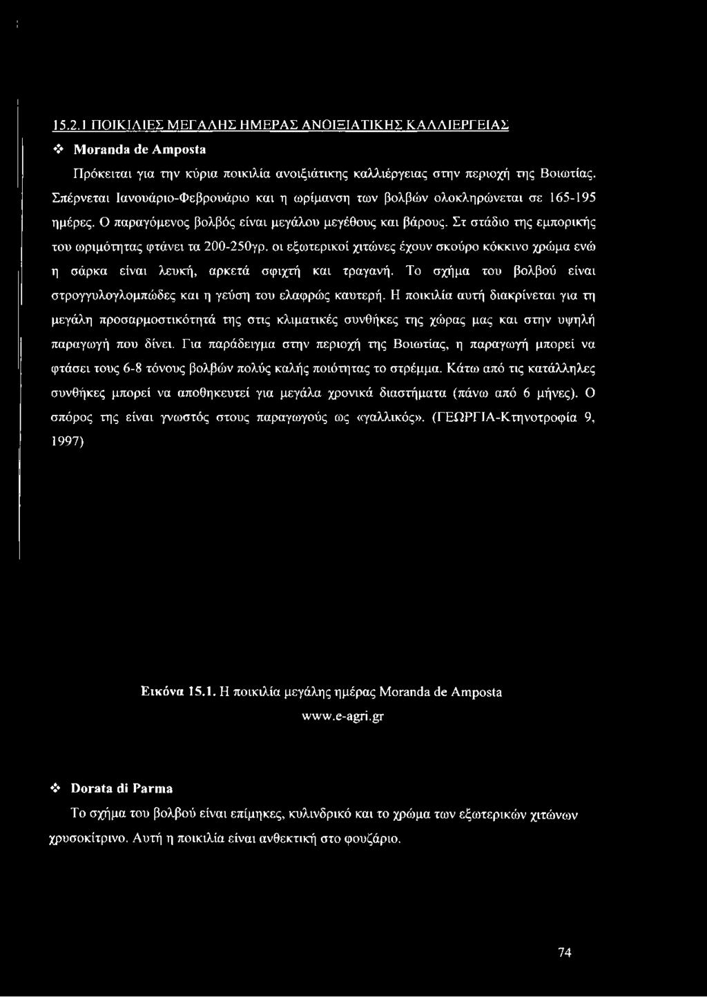 Στ στάδιο της εμπορικής του ωριμότητας φτάνει τα 200-250γρ. οι εξωτερικοί χιτώνες έχουν σκούρο κόκκινο χρώμα ενώ η σάρκα είναι λευκή, αρκετά σφιχτή και τραγανή.