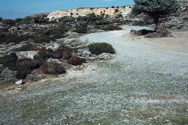 στη Βουλισμένη είναι υποβαθμισμένη και εντοπίζονται δύο περιοχές με άτομα του Androcymbium rechingeri η πρώτη καταλαμβάνει έκταση 0,75 ha περίπου και η δεύτερη καταλαμβάνει έκταση ίση με 0,3 ha, σε