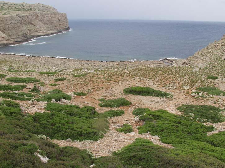 LIFE Εκτίμηση πληθυσμού Για την εκτίμηση των πληθυσμών της Anthemis glaberrima στη Δυτική Κρήτη επισκεφτήκαμε τις Νησίδες Ημερη και Άγρια Γραμβούσα κατά την περίοδο ανθοφορίας του φυτού, τον Μάιο