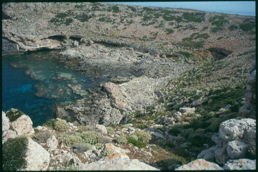 LIFE Άλλα σημαντικά είδη που έχουν καταγραφεί στη Νησίδα Άγρια Γραμβούσα είναι: Allium tardans Greuter & Zahar το οποίο είναι ενδημικό του Ν.