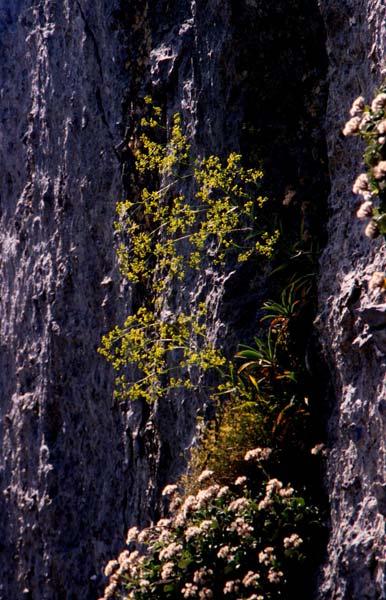 LIFE 3 Bupleurum kakiskalae Greuter To Bupleurum kakiskalae (Umbelliferae) είναι στενοενδημικό είδος της περιοχής Λευκών Ορέων (NATURA 2000-GR4340008), γνωστό μόνο από ένα σημείο στα ΒΔ όρια του