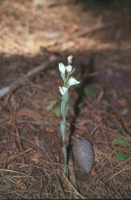 LIFE 4 Cephalanthera cucullata Boiss. & Heldr. ex Reichenb.f. Συνώνυμα: Epipactis cucullata (Boiss. & Heldr. ex Rchb.f.) Wettstein Φωτ. 29.