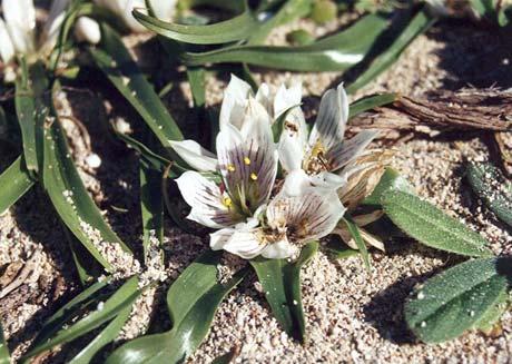 LIFE 1 Androcymbium rechingeri Greuter Συνώνυμα: Androcymbium gramineum (Cav.) J.F. Macbr. var. puniceum (Maire) Maire Το είδος Androcymbium rechingeri (Liliaceae) (φωτ. 1) είναι ενδημικό στην Κρήτη.