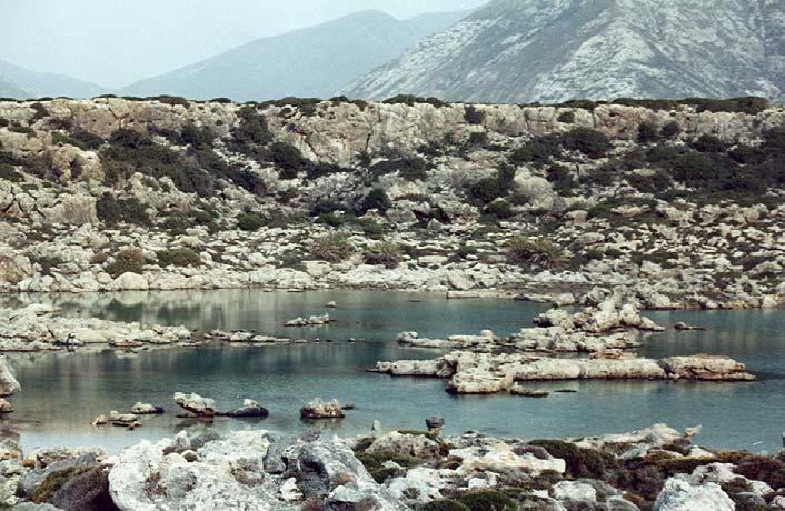45) Στην περιοχή της Άσπρης Λίμνης βρέθηκε η μεγαλύτερη πυκνότητα του πληθυσμού. Μετρήθηκαν 42 δένδρα, μεταξύ των οποίων παρατηρήθηκε και ένα θηλυκό άτομο.