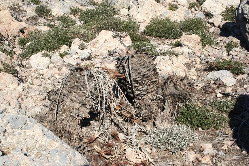 Άσπρης Λίμνης όπου παρατηρούνται οι