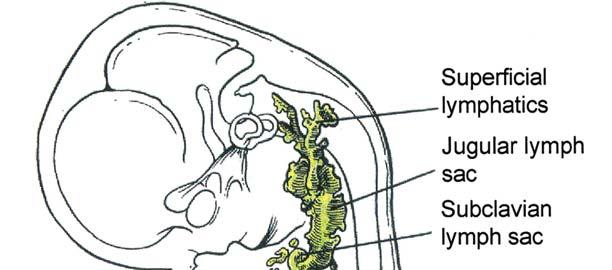 Εικόνα 41. Schematic representation of the primitive lymphatic system showing the primary lymph sacs in a 42 - day - old human embryo, after Sabin (reprinted from Human Embryology, by W. J.