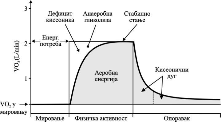 масне киселине, евентуално аминокиселине) не користе се директно за мишићни рад, него се енергија ослобођена из њих користи за обнову једињења богата енергијом (аденозин-тифосфата (ATP)), с обзиром