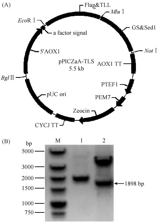 860 Min Dai et al. / Acta Microbiologica Sinica 2012 52 7 2 2. 1 ppiczαa-tls tll sed1 PCR 846 bp 1052 bp ppiczαa-tls 1 ppiczαa-tls assay. 1. GS115 2. GS115 / ppiczαa-tls 19 #. 1 ppiczαa-tls 2. 3 Fig.