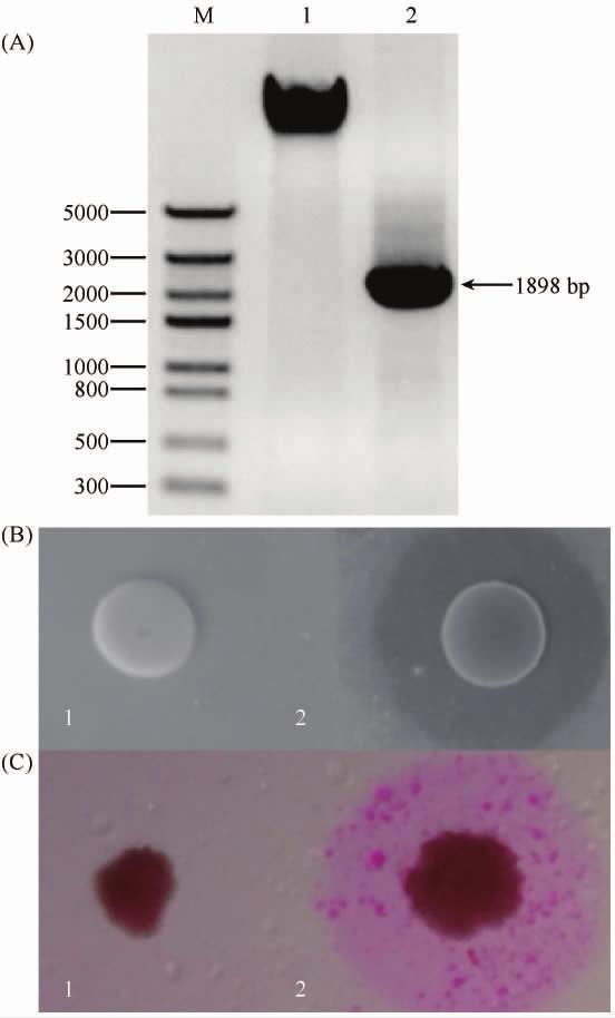 2 R-PE ppiczαa-tls P. pastoris GS115 3-B GS115 / ppiczαa-tls 24 P. pastoris GS115 3-D 120 h TLL Sed1p 1 488 nm 257.
