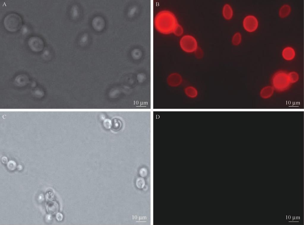 . / 2012 52 7 861 98. 36% 3 Fig. 3 Detection of the fermentation cells by the fluorescence microscope.