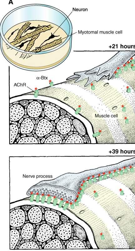 Αγκρίνη εκφράζει και ο προ-συναπτικός νευρώνας και το μετα-συναπτικό κύτταρο, ο μύς.