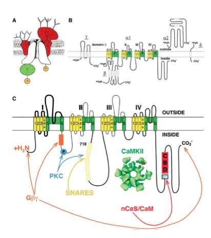 P/Q Δίαυλοι Ιόντων Ca++ Μετατροπείς ηλεκτρικού σήματος σε χημικό Μόρια τα οποία τροποποιούν την λειτουργία των διαύλων Ca++ που εδράζονται στην ενεργό ζώνη του προσυναπτικού νευρώνα, τροποποιούν