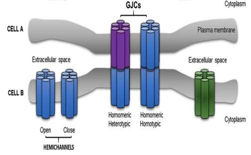 Οι δύο κυτταρικές μεμβράνες απέχουν μεταξύ τους 2nM. Η κυτταρική μεμβράνη κάθε κυττάρου διαθέτει ένα ημιδίαυλο.