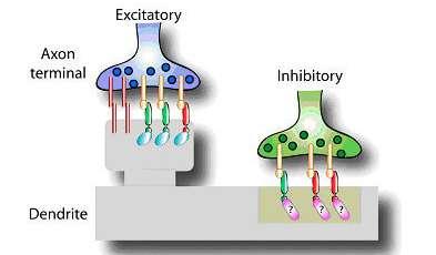Οι Διεγερτικές (Γλουταματεργικές) Συνάψεις Σχηματίζονται στις Δενδριτικές Άκάνθους Διεγερτική Γλουταμικού Τελικό άκρο άξονα Προσυναπτικού