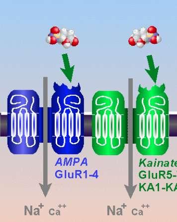 non-nmda Υποδοχείς: AMPA, KA Μικρότερη
