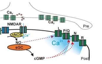 Παραγωγή ΝΟ στο Μετασυναπτικό Γλουταματεργικό νευρώνα Προσυναπτικό Νευρώνας