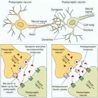 NEURONAL