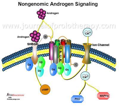 FLUORESCENCE INTENSIT