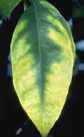 Τα συμπτώματα είναι εντονότερα στα φύλλα των ακραίων βλαστών όπου και παρουσιάζονται με τη μορφή μωσαικού μετά από μεταχρωματισμό στα μεσονεύρια διαστήματα.