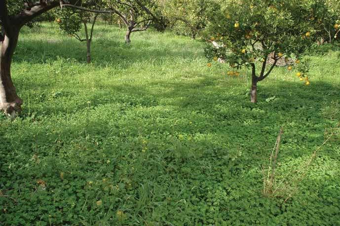 123 Η οξαλίδα, ένα αυτοφυόμενο πολυετές φυτό που απαντάται σε πυκνούς πληθυσμούς σε πολλούς δενδρώνες της Νότιας Ελλάδας, μπορεί να αφήνεται να σχηματίζει ένα ευεργετικό χειμερινό χλοοτάπητα,