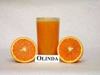 141 Η ποικιλία Olinda είναι τυχαίο σπορόφυτο το οποίο βρέθηκε στην