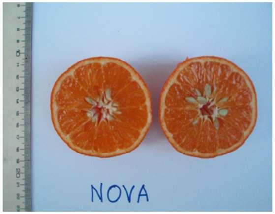 154 Nova Η ποικιλία αυτή πρωτοκαλλιεργήθηκε στην Ισπανία, Ισραήλ και Φλώριδα. Καλλιεργείται και στη χώρα μας. Συγκομίζεται από το δεύτερο δεκαήμερο του Νοεμβρίου μέχρι και το Φεβρουάριο.