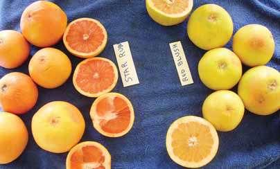 175 αντίθεση με τα πορτοκάλια, η ανάπτυξη του χρώματος στο grapefruit, ελάχιστα επηρεάζεται από τις χαμηλές θερμοκρασίες.