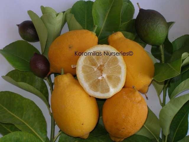 183 Περγαμότο Το μπεργαμότο, γνωστό και ως περγαμότο (Citrus bergamia), δεν είναι απολύτως γνωστό πώς προέκυψε, αλλά ούτε πώς πήρε την ονομασία του, αν και καλλιεργείται στη λεκάνη της Μεσογείου για