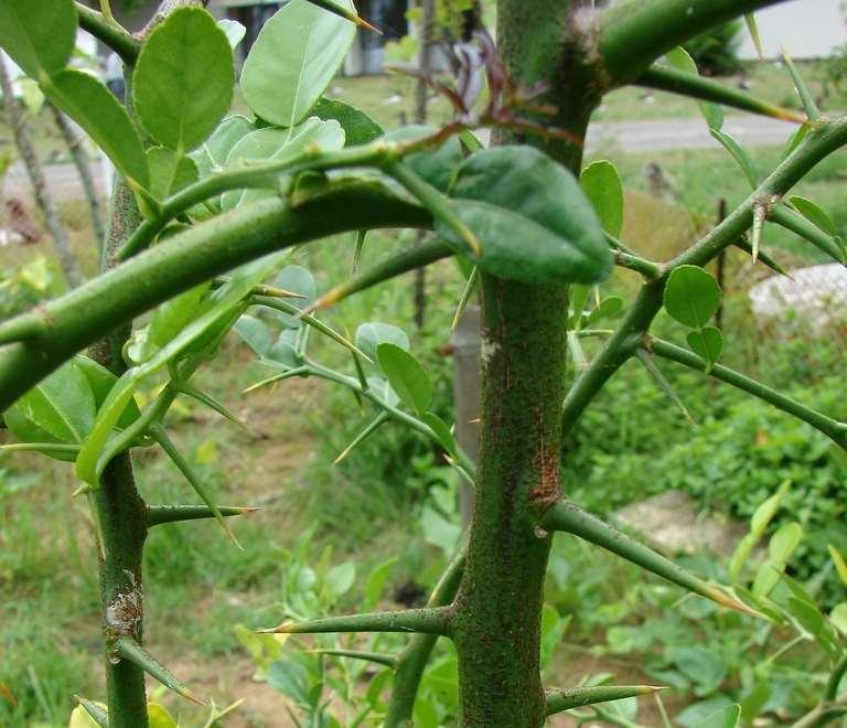 27 Citrus. Το γένος Citrus περιλαμβάνει όλα τα εσπεριδοειδή τα οποία χαρακτηρίζονται από εδώδιμο καρπό ή χυμό με γεύση γλυκιά ή υπόξινη και αρωματική με χαρακτηριστική πικράδα ή μη.