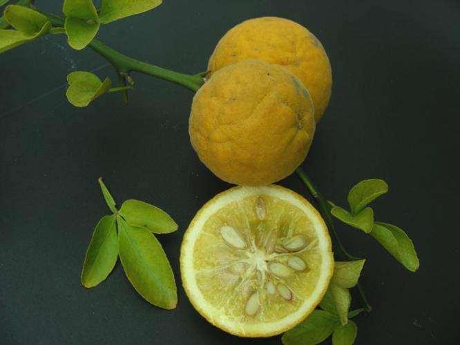 31 Τρίφυλλη πορτοκαλιά σε ανθοφορία, καρπός και φύλλα τρίφυλλης πορτοκαλιάς Fortunella sp.