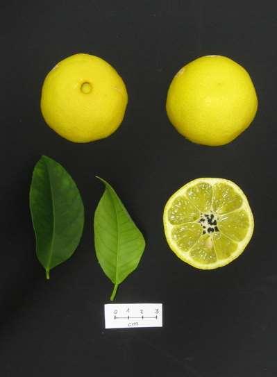 33 Citrus volcameriana.