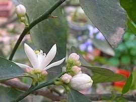 Ονομάζονται και ξινά ή ξινόδενδρα γιατί η γεύση των καρπών τους είναι υπόξινη. Τα φύλλα και τα λουλούδια τους χαρακτηρίζονται για το πλούσιο άρωμά τους.
