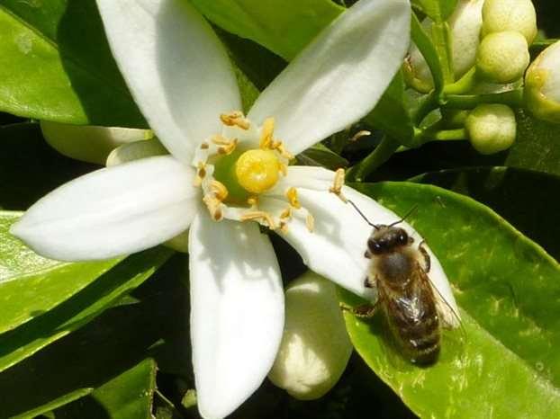 54 Η επικονίαση στα εσπεριδοειδή γίνεται συνήθως με τις μέλισσες.