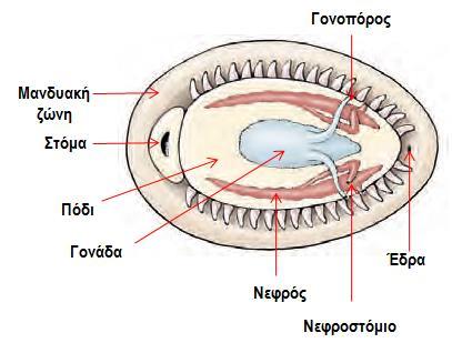 επαφής τους. - Υποπλασμένα αισθητήρια όργανα και κεφάλι, παρουσία ξύστρου στο στόμα.