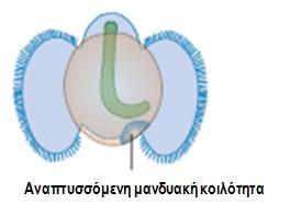 περιττωμάτων στην περιοχή των βραγχίων Έδρα: οπίσθια θέση